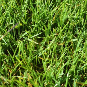 Relva natural em tapete PRIME